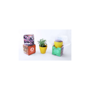 Sprout Cube